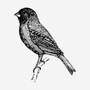Indigo bunting bird drawing, vintage | Free Photo - rawpixel