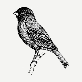 Indigo bunting bird drawing, vintage | Free PSD - rawpixel