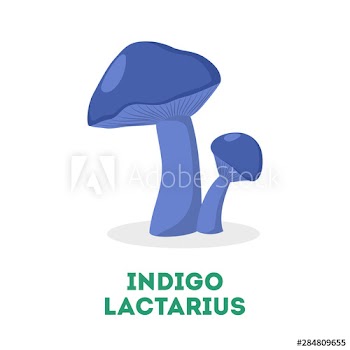 Indigo lactarius mushroom