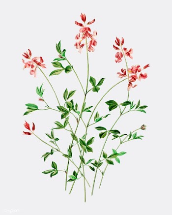 Indigofera procumbens illustrated by Charles .. | Free stock vector - 467264