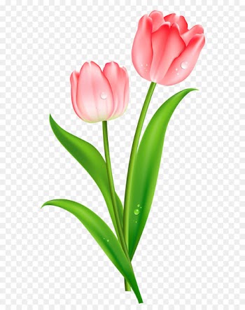 Indira Gandhi Memorial Tulip Garden Flower Clip art - Pink Tulips PNG Clipart 