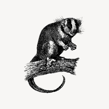 Indonesian possum clipart, animal illustration | Free Vector Illustration - rawpixel