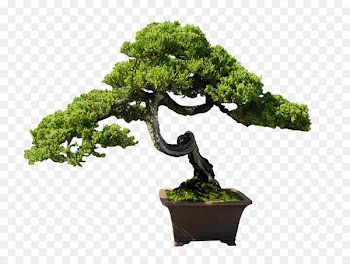 Indoor bonsai Tree Clip art - bonsai 