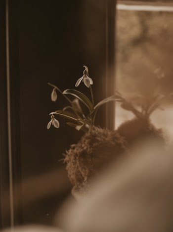 indoor plant