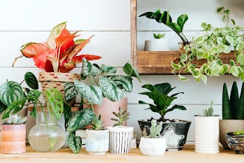 Indoor potted plants arrangement for home… | Free stock photo | High Resolution image
