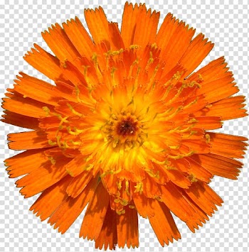 Industry Self-governance Tribe Blade, autumn-flowers transparent background PNG clipart