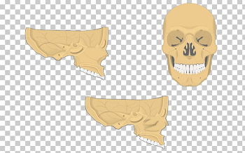 Inferior Nasal Concha Skull Nasal Bone Nose PNG, Clipart, Anatomy ...