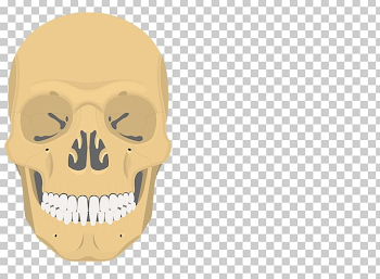 Inferior Nasal Concha Vomer Ethmoid Bone Sphenoid Bone PNG ...