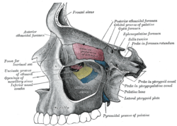 Inferior nasal concha - Wikipedia