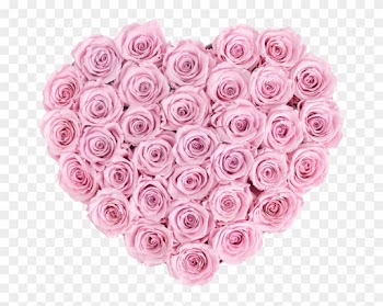Infinity Heart- Last One Year - Garden Roses