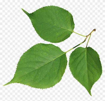 Information Desktop Wallpaper Leaf Clip Art - Information Desktop Wallpaper Leaf Clip Art