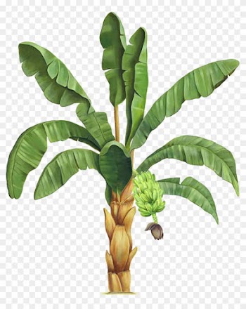 Information Plant Clip Art - Clip Art