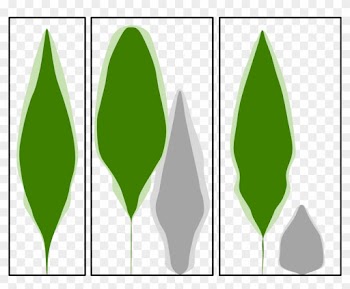 Initial Outlines Of Paper Birch Saplings Showed They - Tree