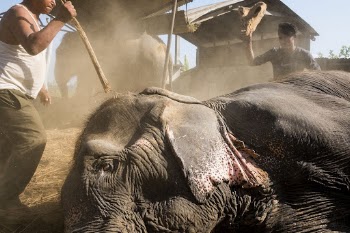 Injured and sick elephant, Sauraha, | Free Photo - rawpixel