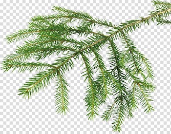 Ink brush Christmas shop plugin, twigs transparent background PNG clipart