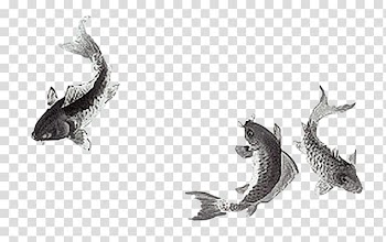 Ink Common carp Goldfish , others transparent background PNG clipart