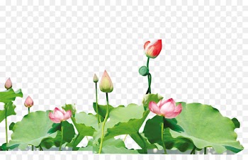 Ink Petal Pond - Lotus 