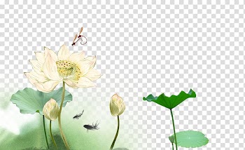Ink wash painting Nelumbo nucifera Gongbi, Lotus transparent background PNG clipart