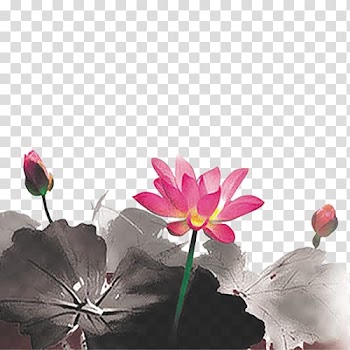 Ink wash painting Nelumbo nucifera, Lotus leaf transparent background PNG clipart