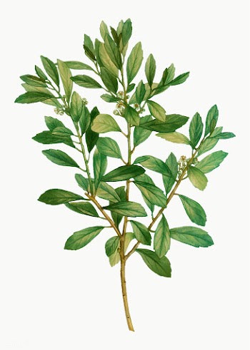 Inkberry plant | Free stock vector - 568427