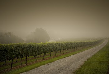 Inline of Green Grape Trees Beside the Road