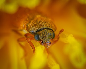 Insect