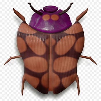 insect beetle