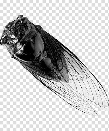 Insect Bird Cicadidae Wing Transparency and translucency, Black and white onion skin transparent background PNG clipart