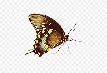 insect butterfly moths and butterflies pollinator pest