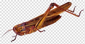 Insect Caelifera Grasshopper Locust, Grasshopper transparent background PNG clipart