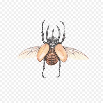 insect cartoon wing house fly drawing