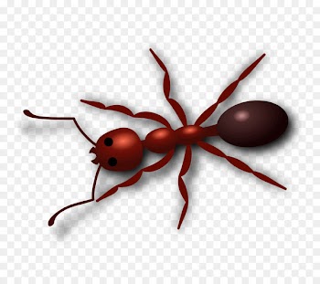 Insect Clip art Openclipart Red imported fire ant Free content - insect 