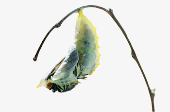 Insect Cocoon Metamorphosis, Insect Clipart, Insect, Cocoon PNG ...
