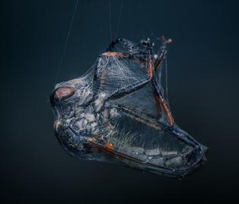 Insect Covered with Web