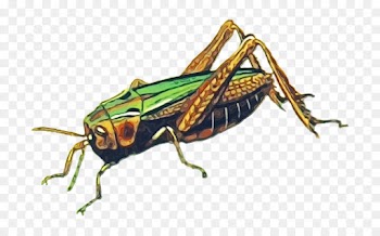 insect cricket-like insect grasshopper locust pest