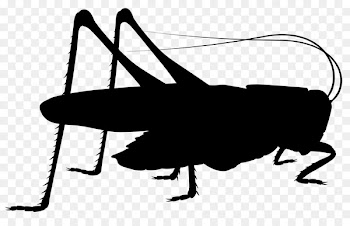 Insect Cricket Pest Clip art Line -  