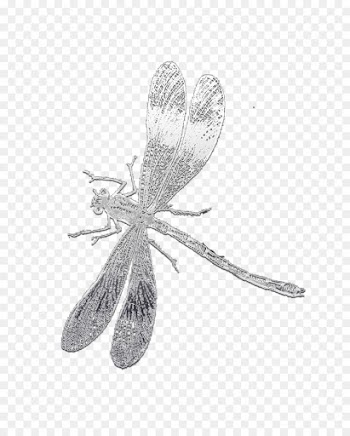 Insect, Dragonfly, Drawing, Dragonflies And Damseflies PNG