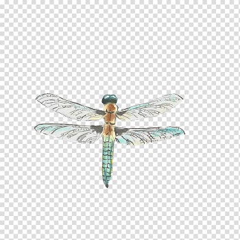 Insect Dragonfly Drawing Watercolor painting, dragonfly transparent background PNG clipart