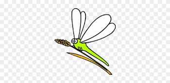 Insect Dragonfly Illustration - Insect Dragonfly Illustration