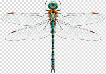 Insect Dragonfly , wreath wedding transparent background PNG clipart