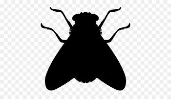 Insect Fly Icon - Silhouette flies 