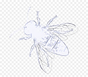 insect fly wing pest line art