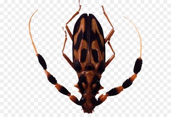 Insect Graphics software Clip art - Horned insect 