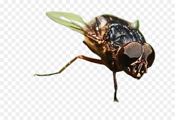 insect house fly stable fly pest fly