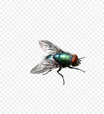 Insect Housefly Stable fly Pest control - Green flies 