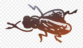 Insect Illustration Cartoon Pollinator Pest -  
