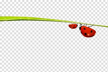 Insect Leaf Entomophagy, Insects on the leaves transparent background PNG clipart