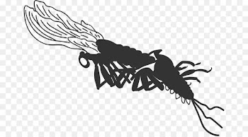 Insect Mayfly Nymph Clip art Diagram - tandem streamer flies trolling streamers 