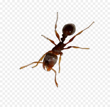 Insect Membrane -  