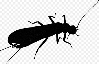 Insect Membrane -  